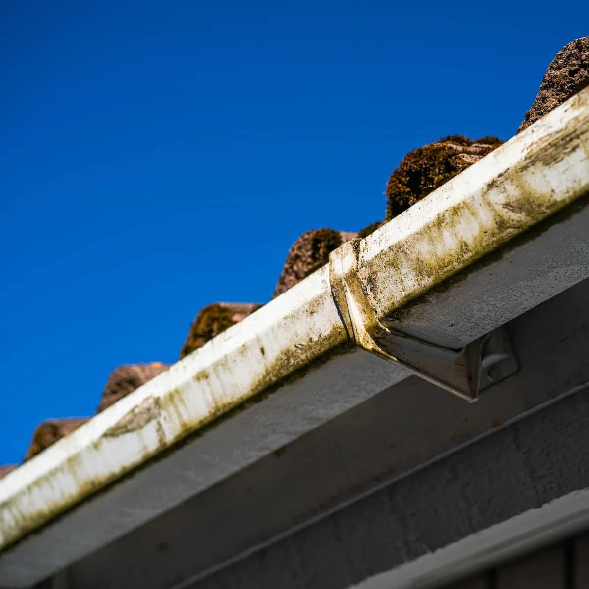 A white gutter streaked with green moss and grime below a row of mossy roof tiles, against a blue sky.