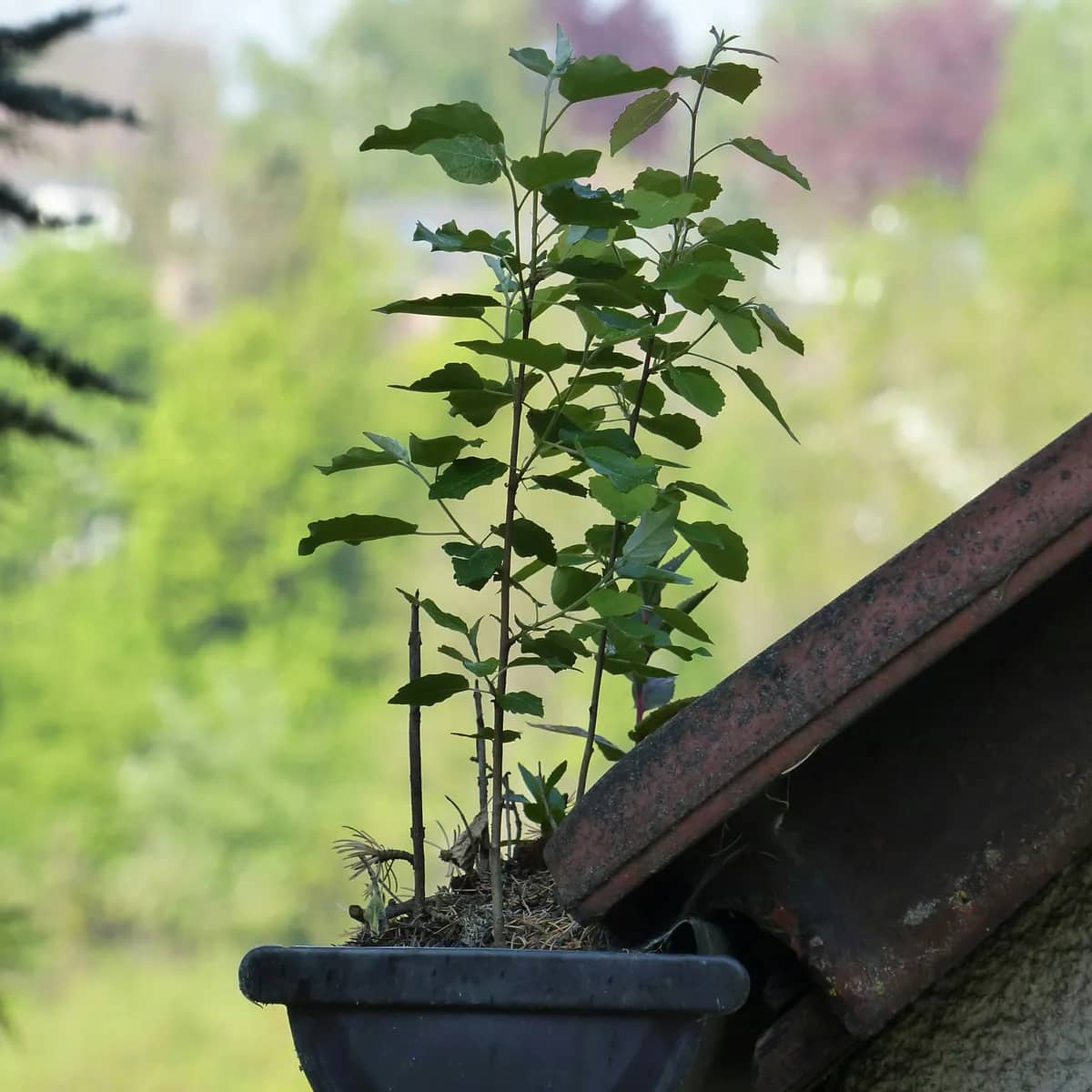 A young tree growing out of the debris packed into a dark half-round gutter at the corner of a roof.