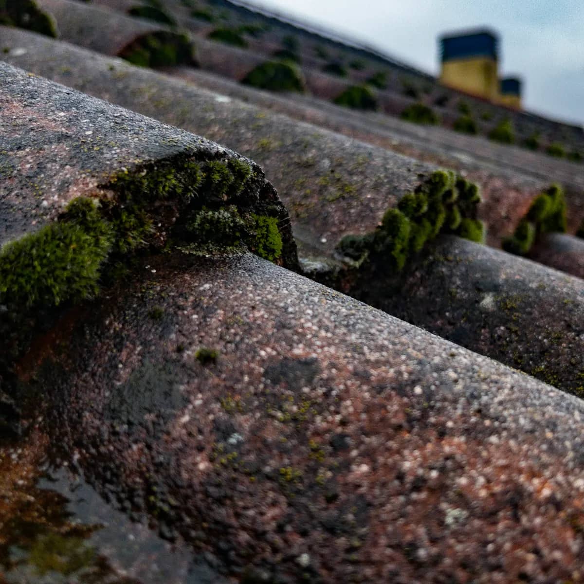 Clumps of green moss growing along the ridges of weathered clay roof tiles.