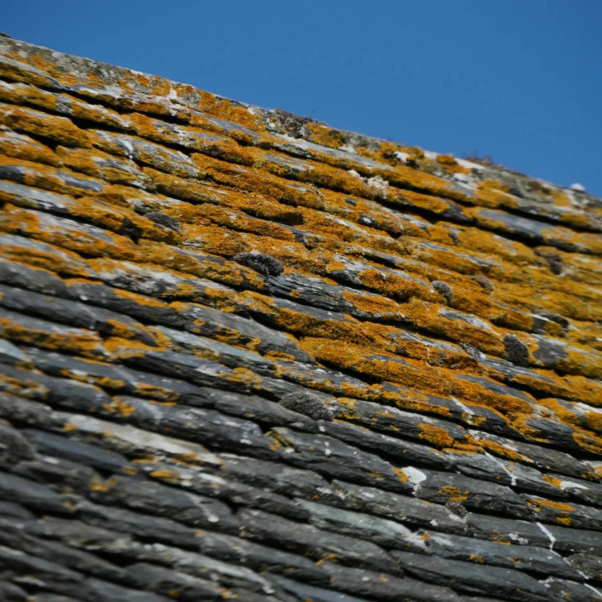 Orange and grey lichen spreading across an old slate roof under a blue sky.