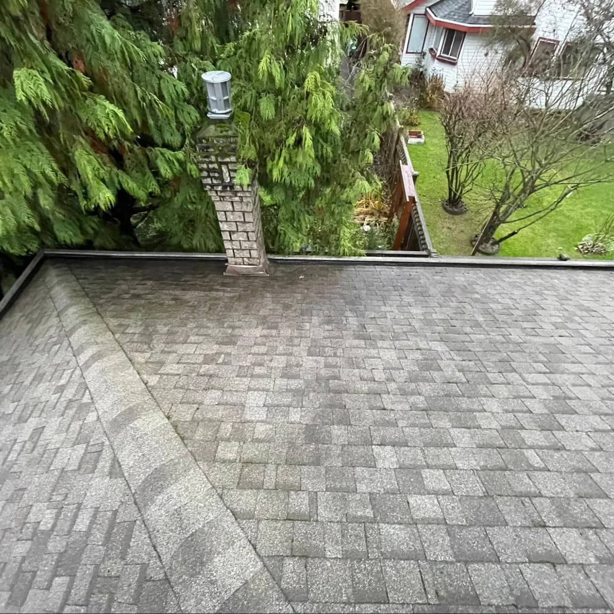 An asphalt shingle roof after cleaning, the shingles an even grey against the cedar trees around the house.