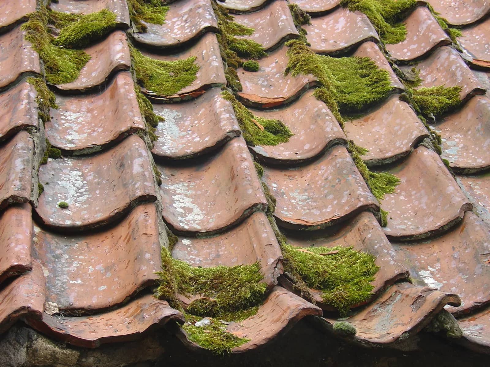 A tile roof carpeted in moss before cleaning, the tiles barely visible beneath it.