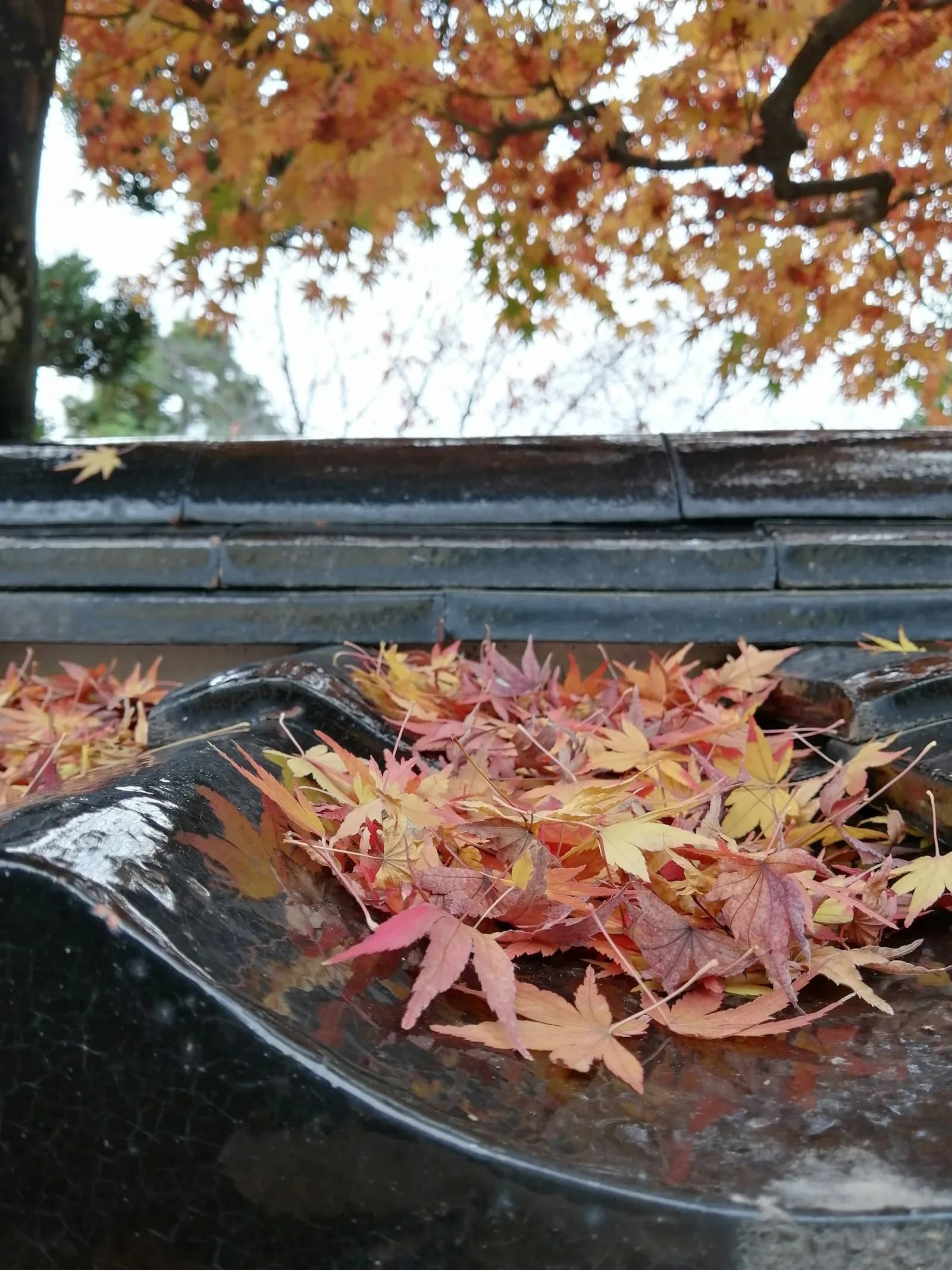 Gutter cleaning: fallen maple leaves lying packed along the floor of a gutter run below the edge of a tiled roof.