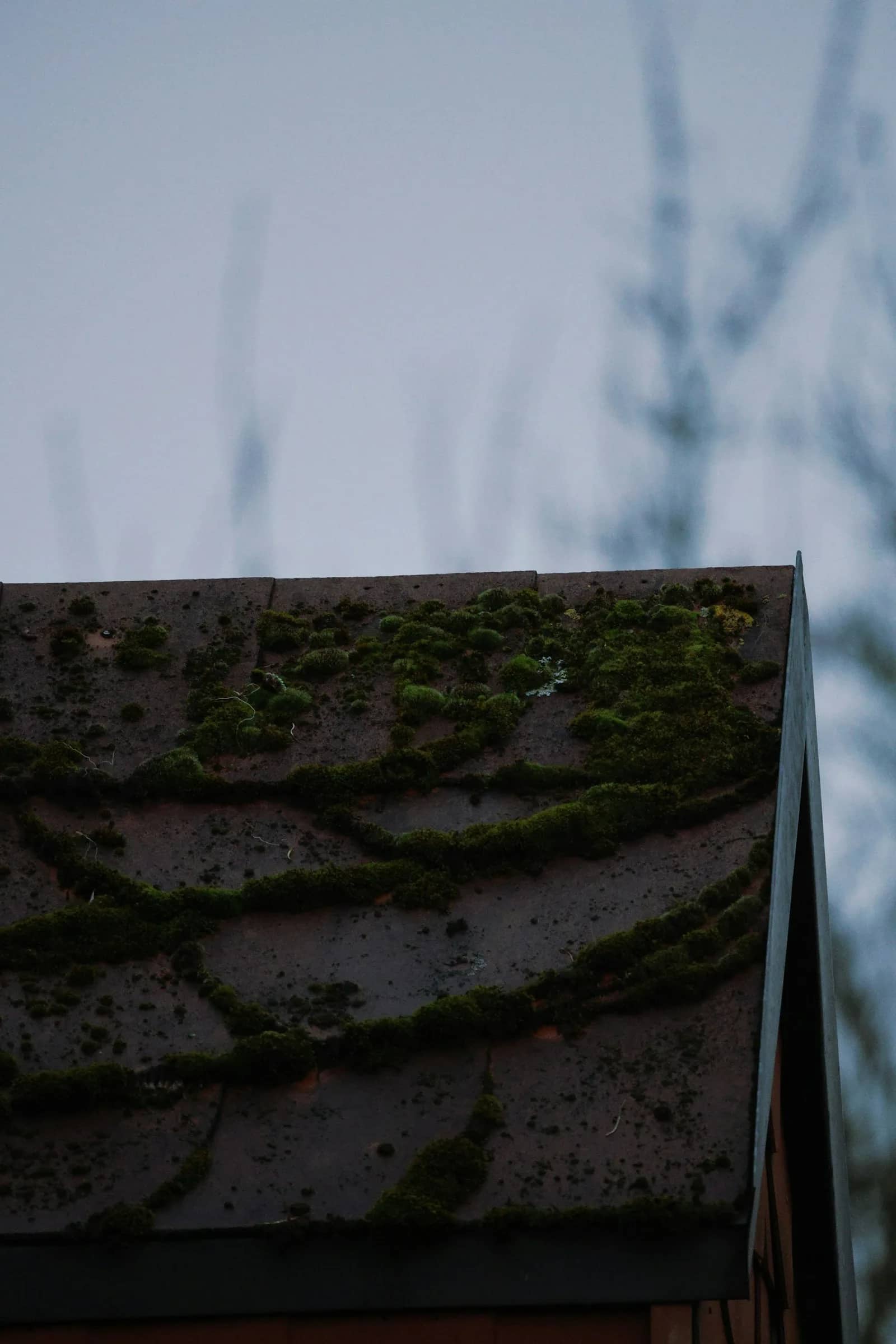Roof cleaning: cushions of moss spreading across the courses of a dark shingle roof, thickest along the lower edge above the gutter.