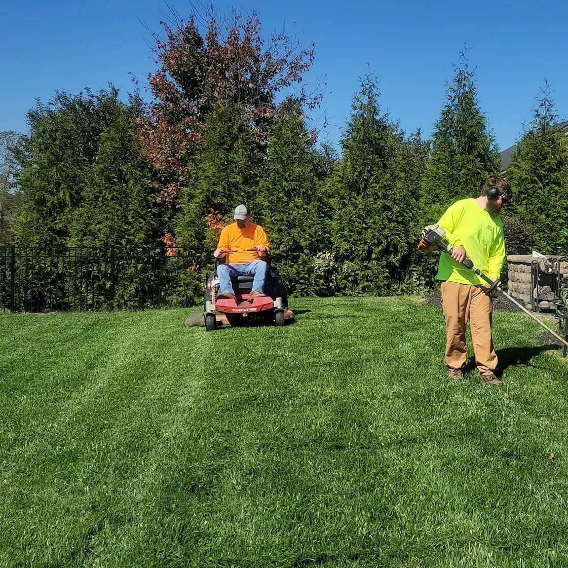 A two-person crew mowing and string-trimming a striped lawn along a row of evergreens.