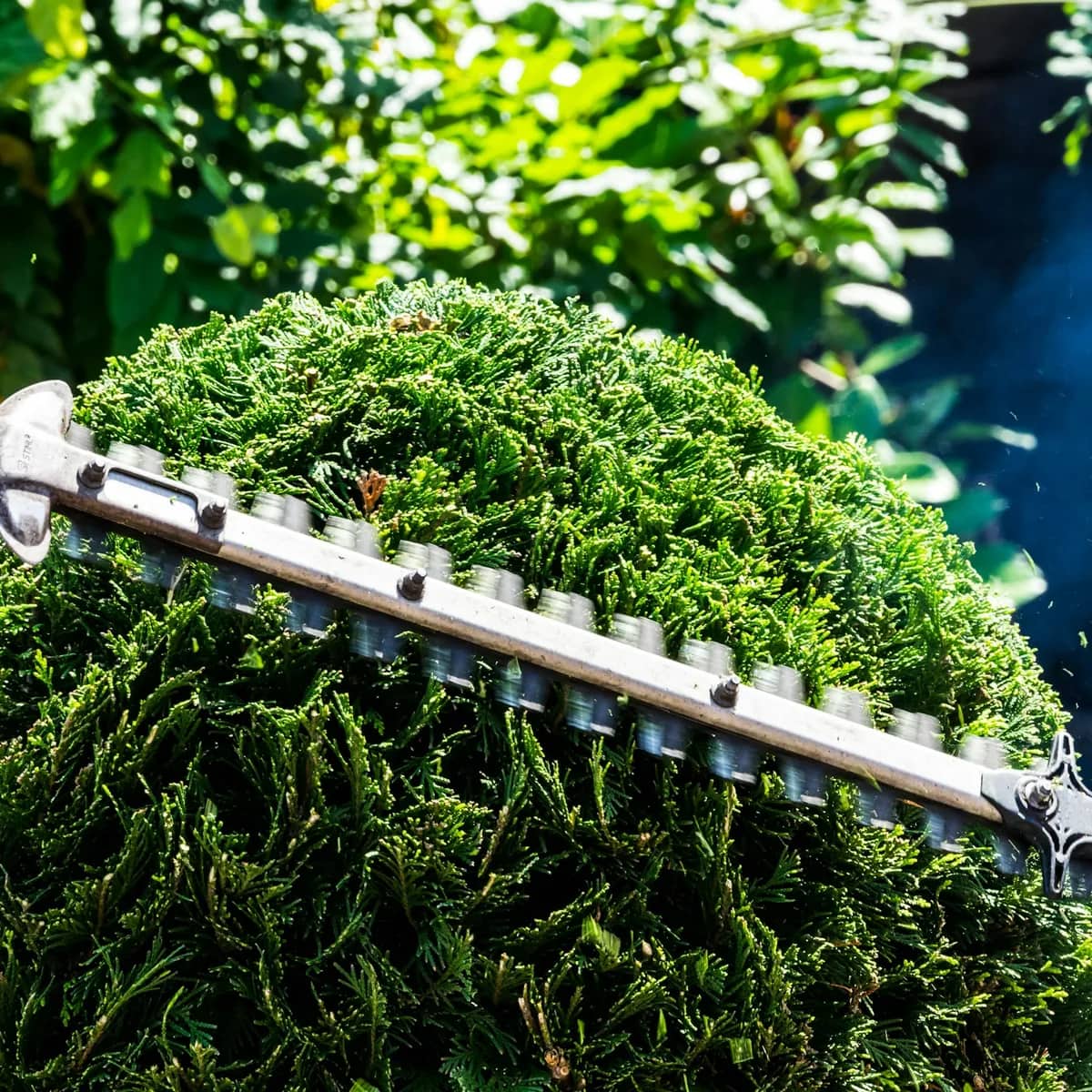 A hedge trimmer's blade cutting across the top of a rounded shrub, clippings flying.