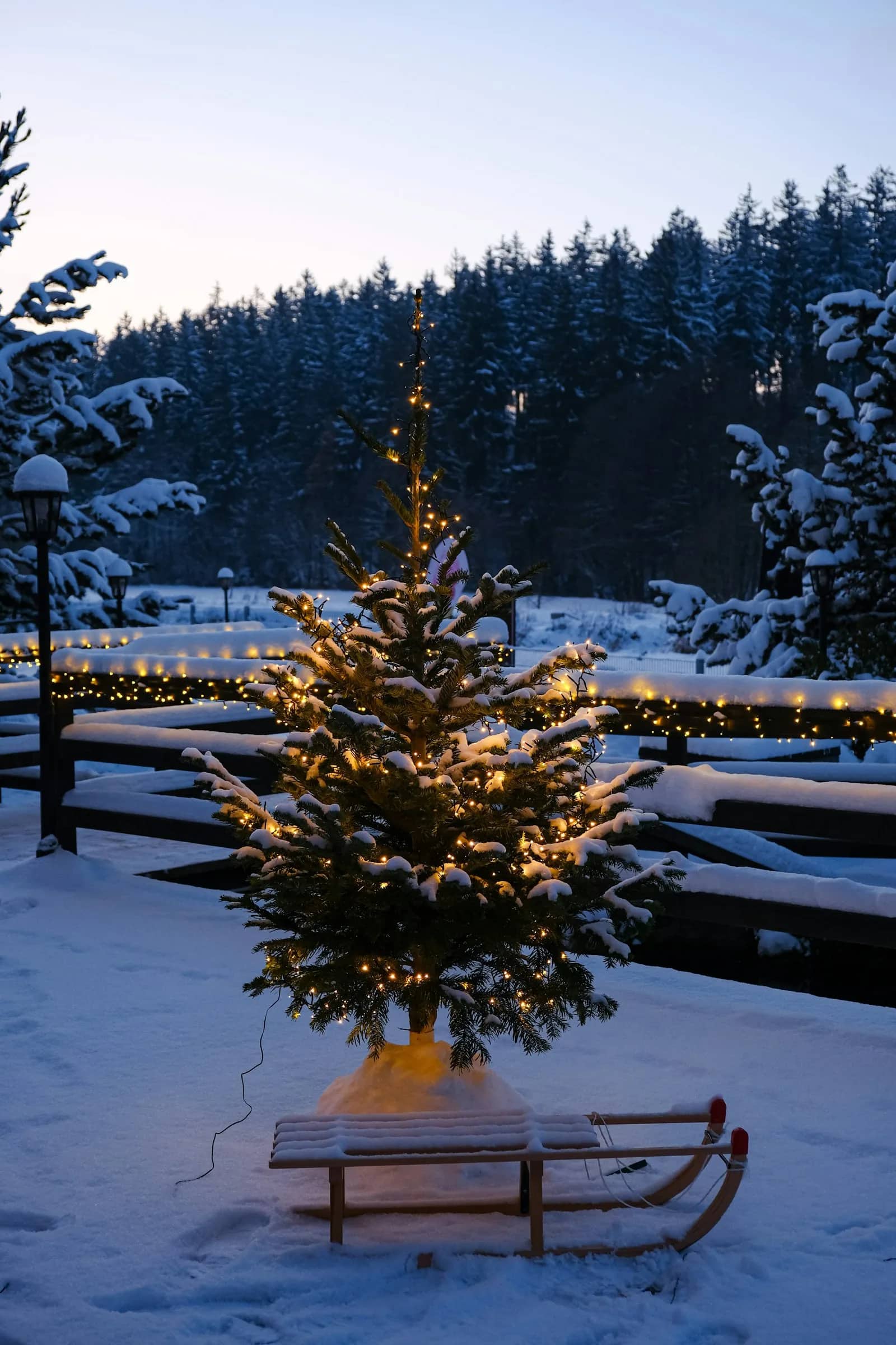 Holiday light installation: a small conifer lit in a snow-covered garden with a further run of lights picked out along the fence line behind it.
