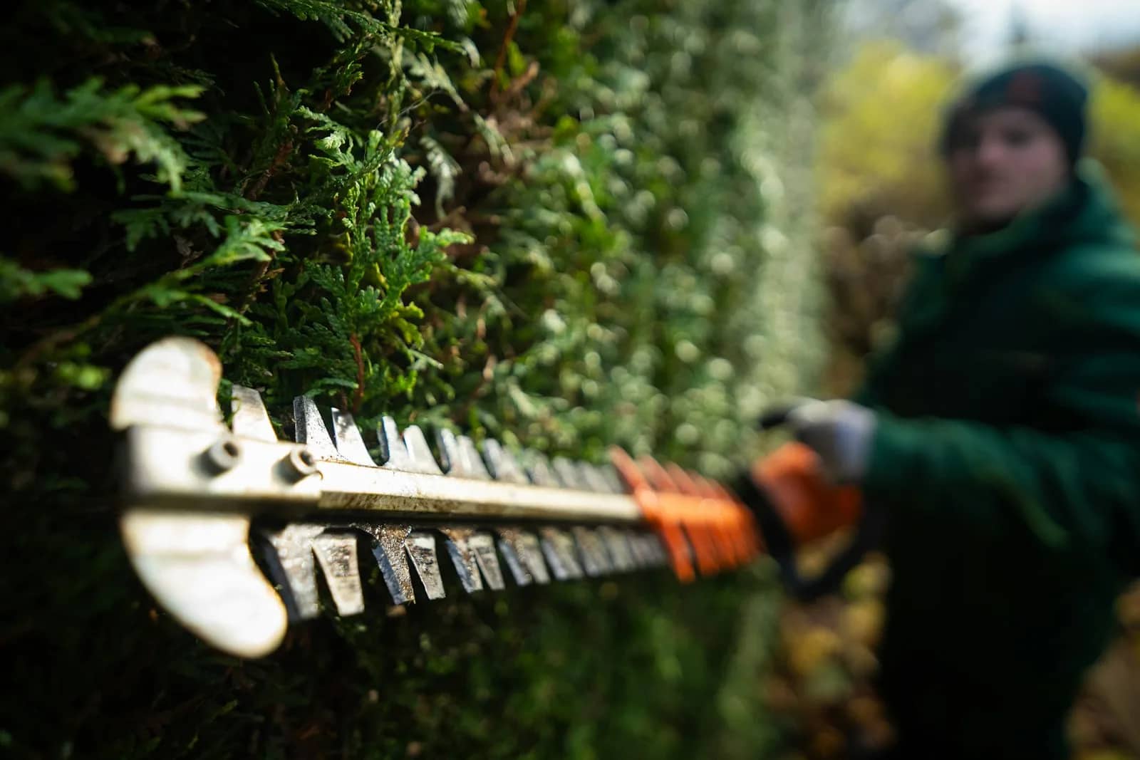 Landscaping and lawn care: a hedge trimmer held level against the face of a hedge, the operator in a green jacket and gloves working just behind the blade.
