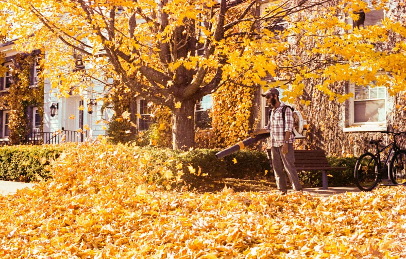 Landscaping and lawn care: an operator working a leaf blower under a golden autumn tree, fallen leaves lying thick across the grass and path in front of him.