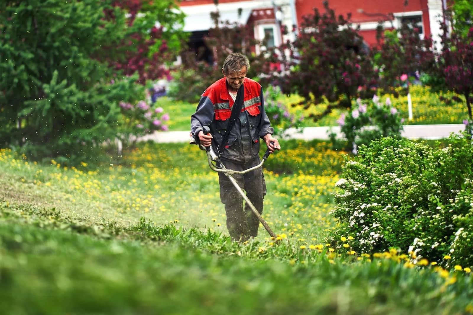 Landscaping and lawn care: a groundskeeper in a hi-vis vest working a line trimmer through a flowering border, cut growth lying where it has fallen.