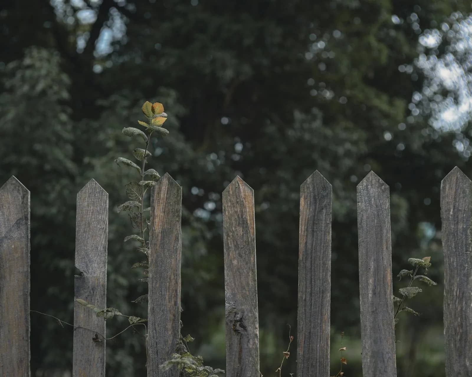 Soft washing: a weathered timber picket fence gone silver-grey along its run, dark foliage massed behind it.