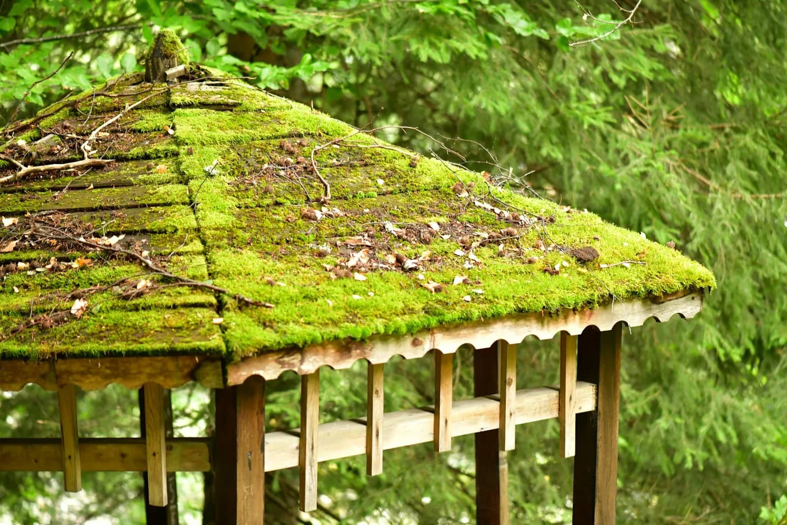 Soft washing: a roof slope carrying an unbroken layer of moss from ridge to eaves, the tiles beneath it barely showing through, with dark forest behind.